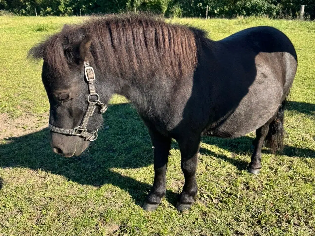 Billede 4 - Sort Shetlænder pony søger kærlig familie