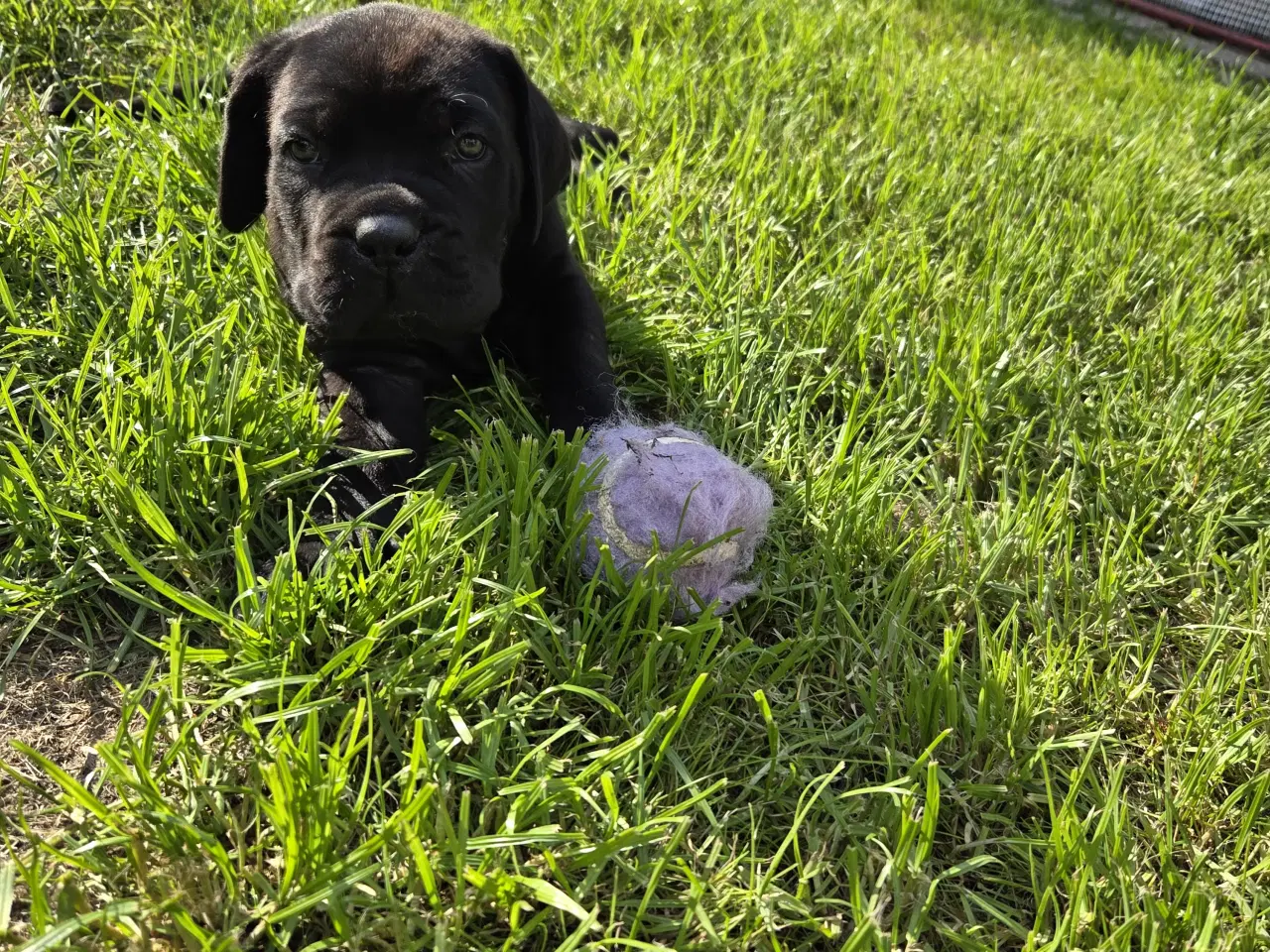 Billede 11 - CaneCorso hvalpe