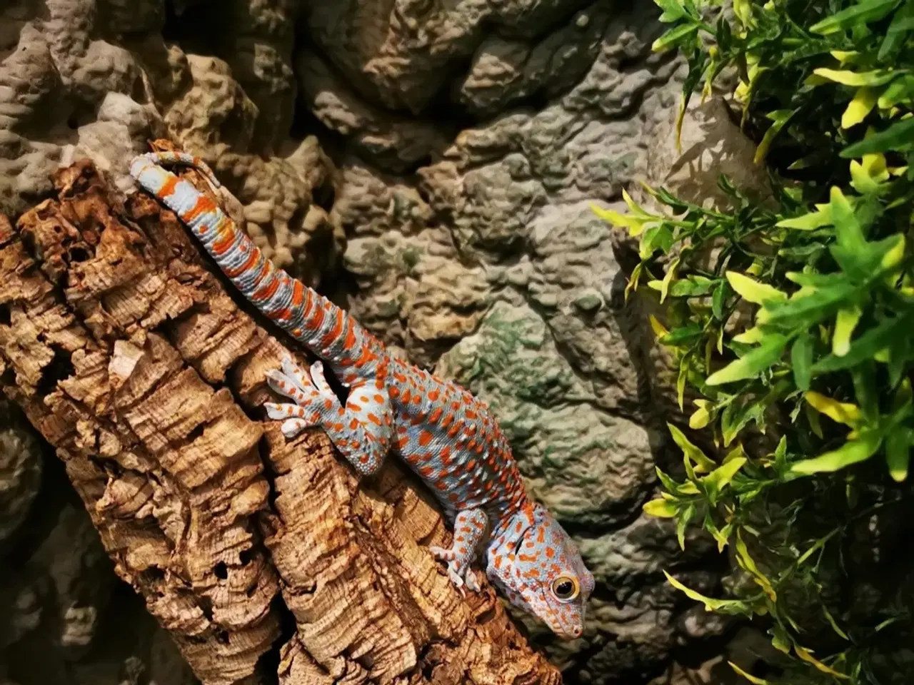 Billede 2 - Tokay gekko 