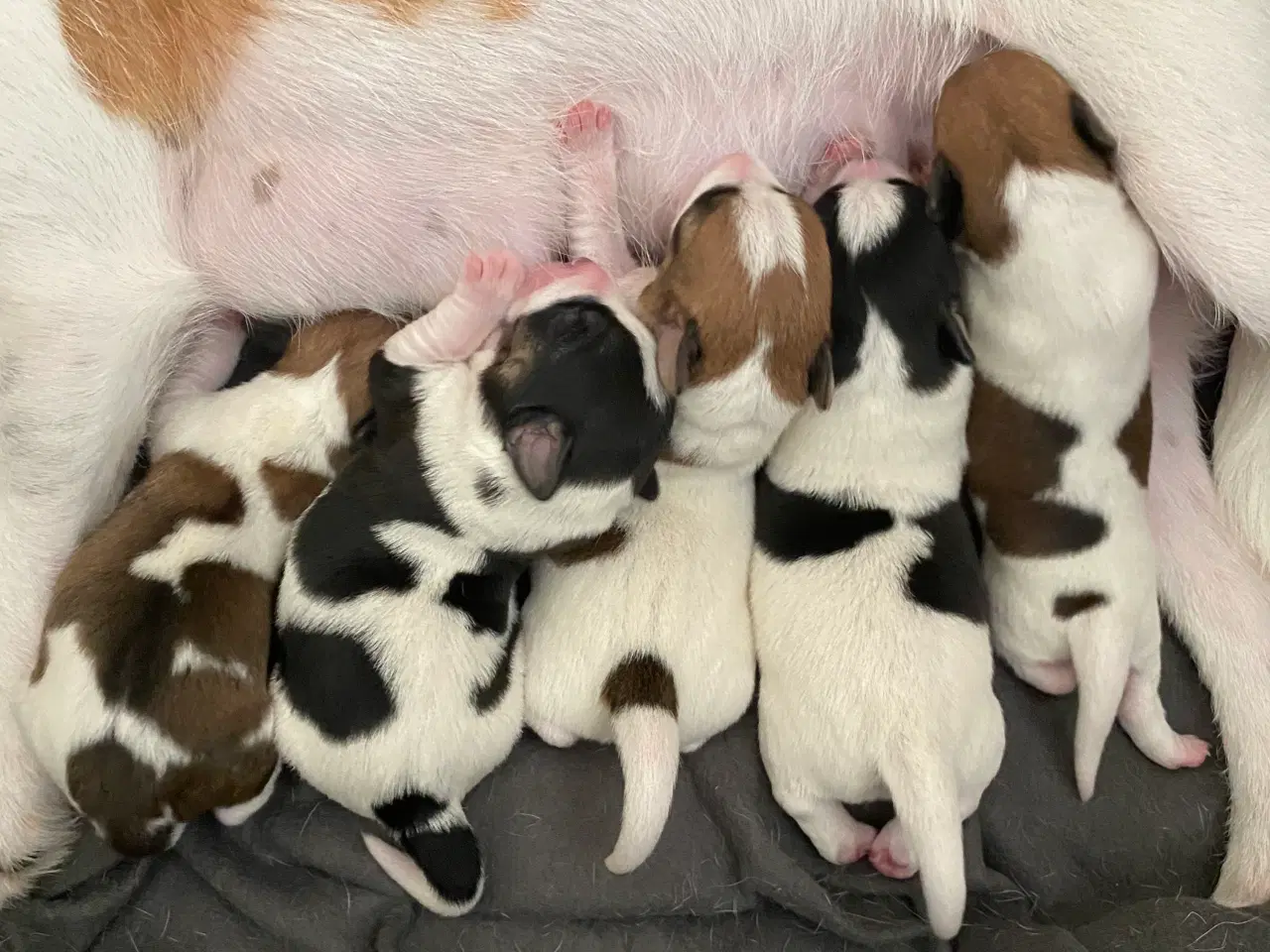Billede 2 - Jack russel terrier 