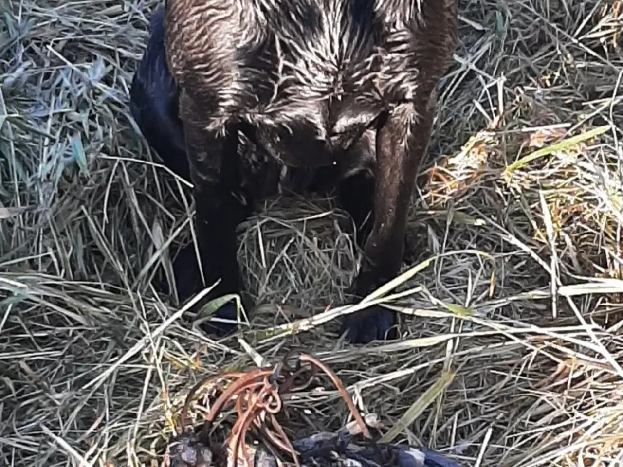 Billede 1 - Labrador hvalpe f1