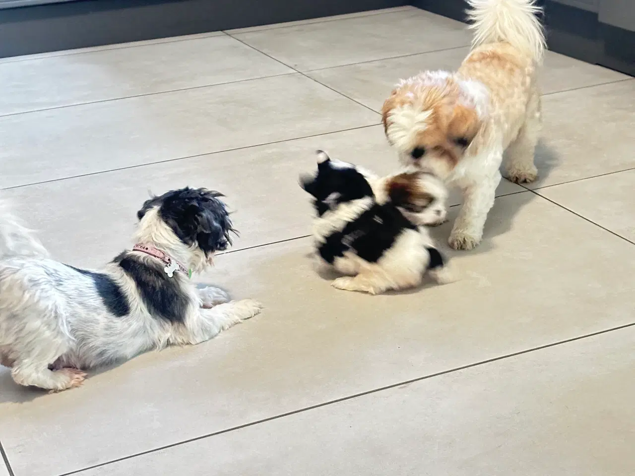 Billede 8 - Sød og allergivenlige Shih-Tzu hvalpe🐶