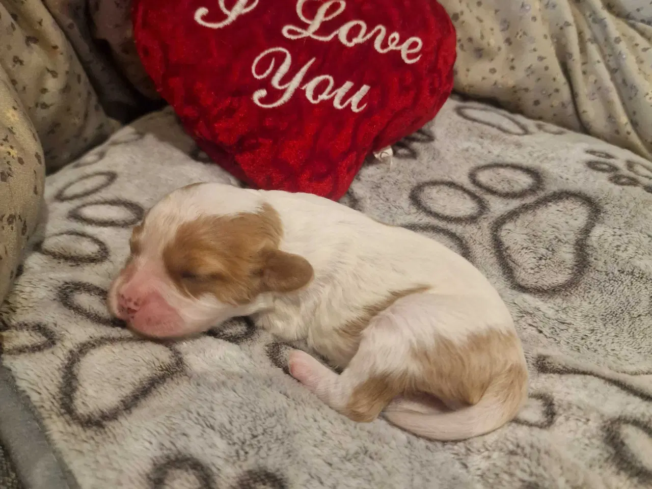 Billede 2 - Cavapoo