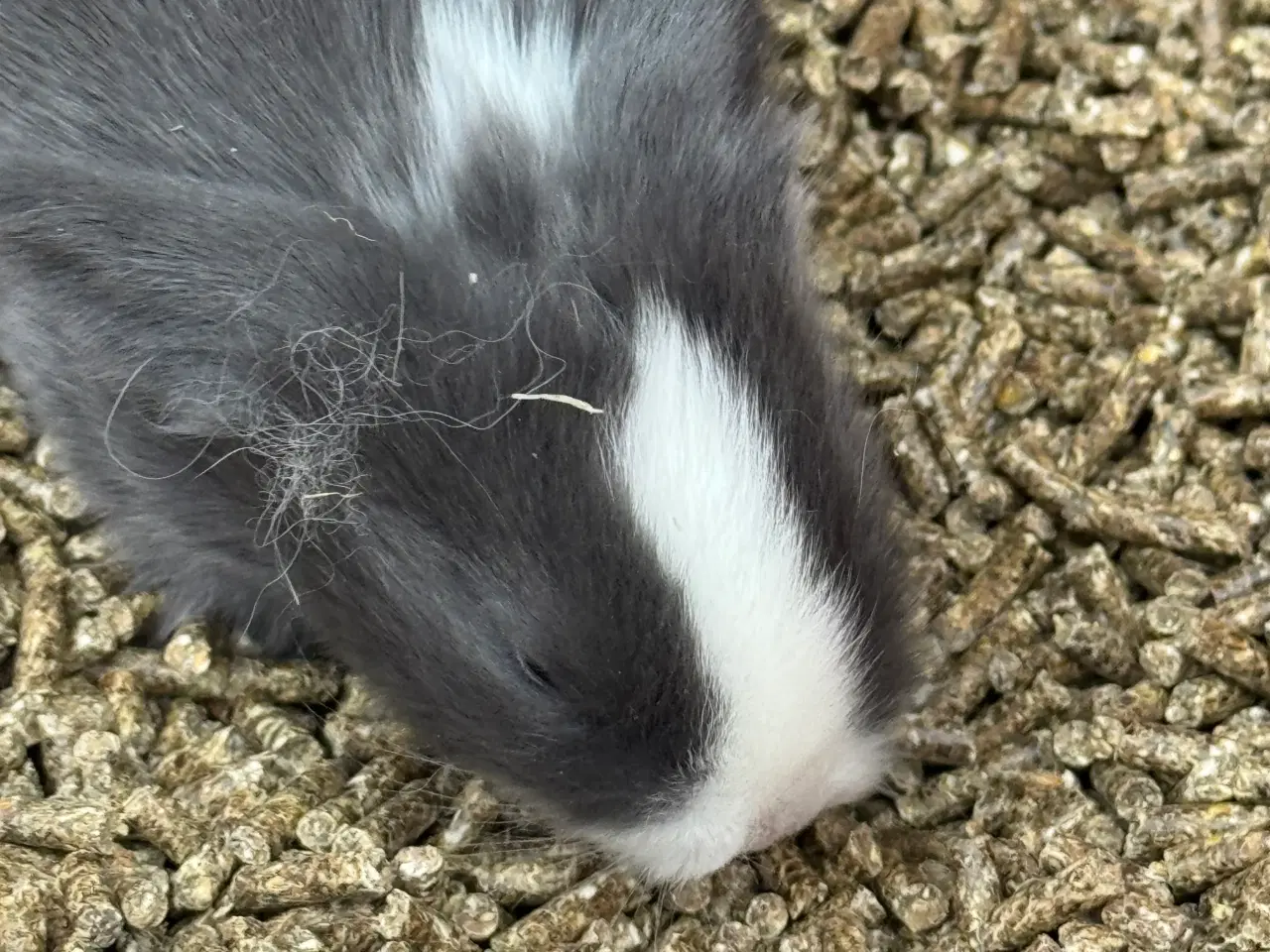 Billede 5 - Løvehoved unger