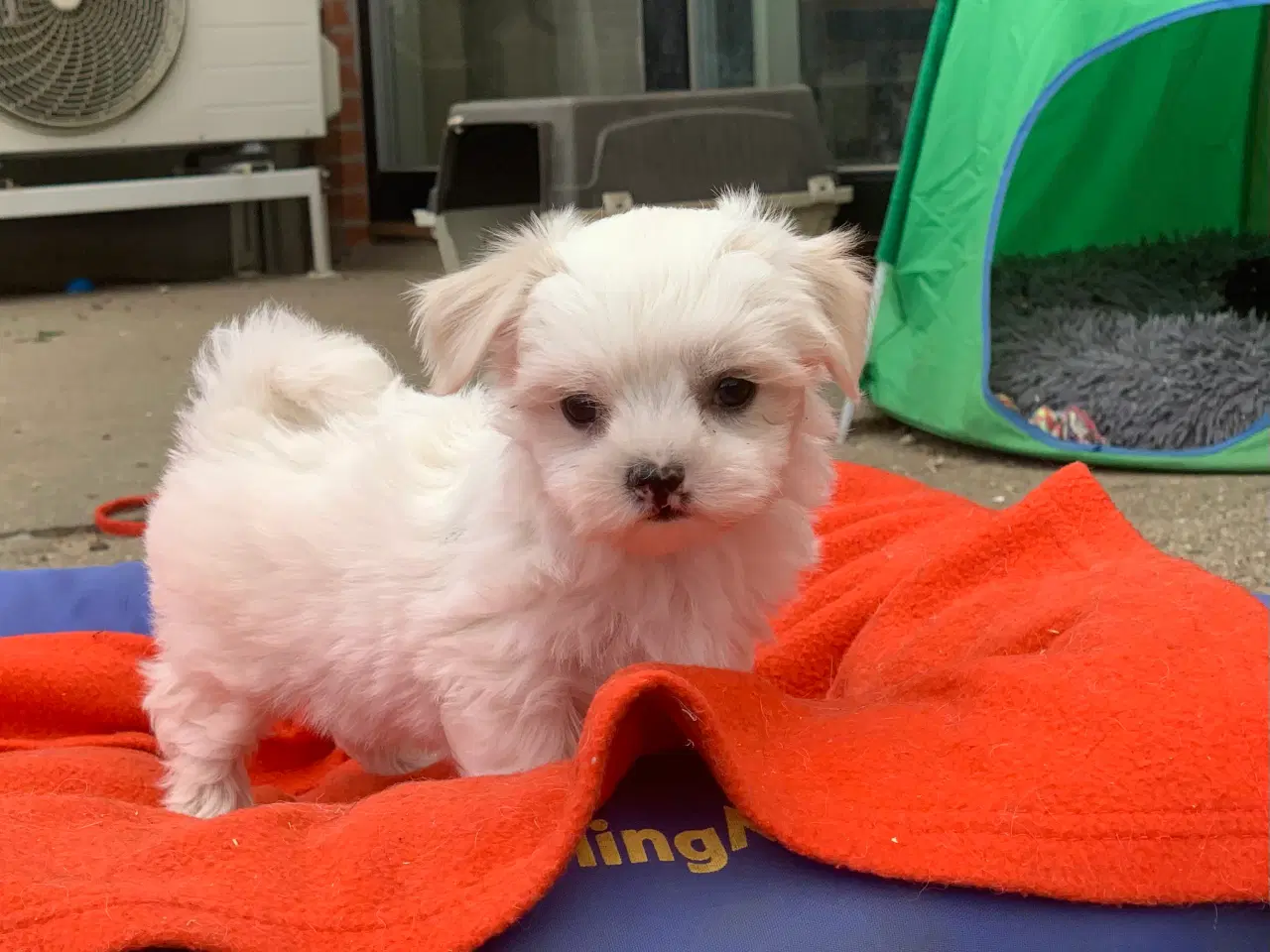 Billede 2 - Mini Maltichon babyer snart rejseklar