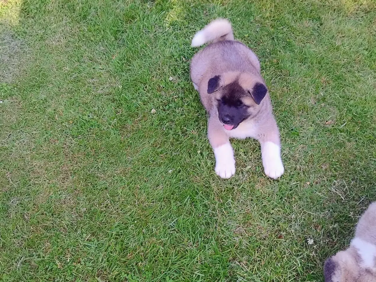 Billede 4 - Hundehvalpe Akita American 