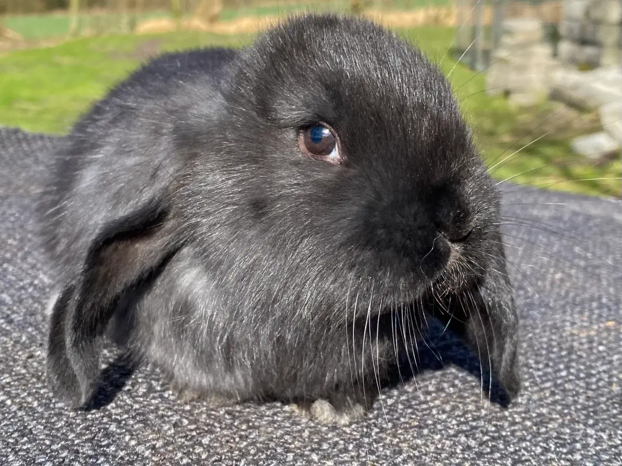 Billede 8 - FRANSK VÆDDER HUN SORT