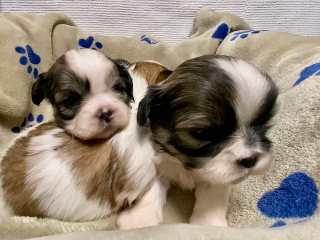 Billede 2 - Små allergivenlige og ikke fældende hundehvalpe