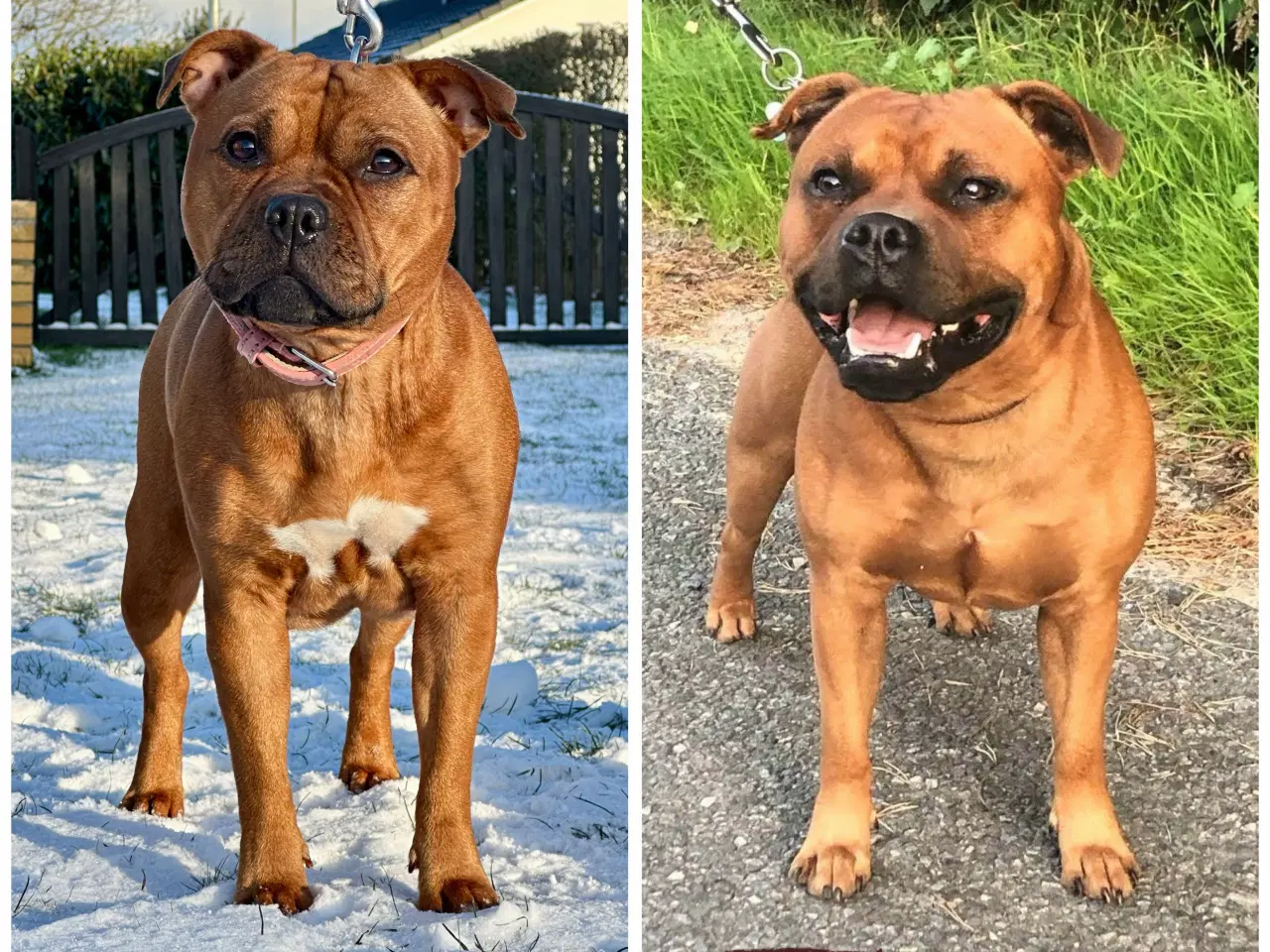 Billede 1 - Staffordshire Bull Terrier DKK