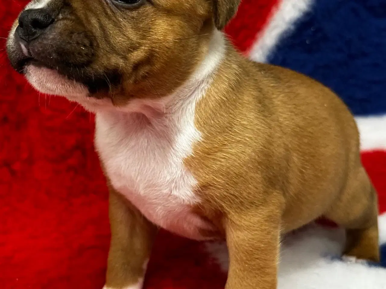 Billede 1 - De mest fantastisk staffordshire Bull terrier🐾