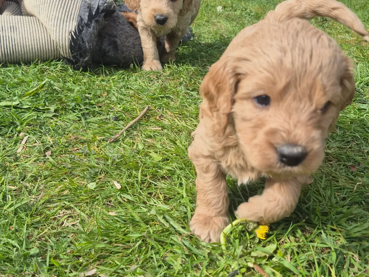 Billede 5 - Goldendoodle  hvalpe - 14-21 kg