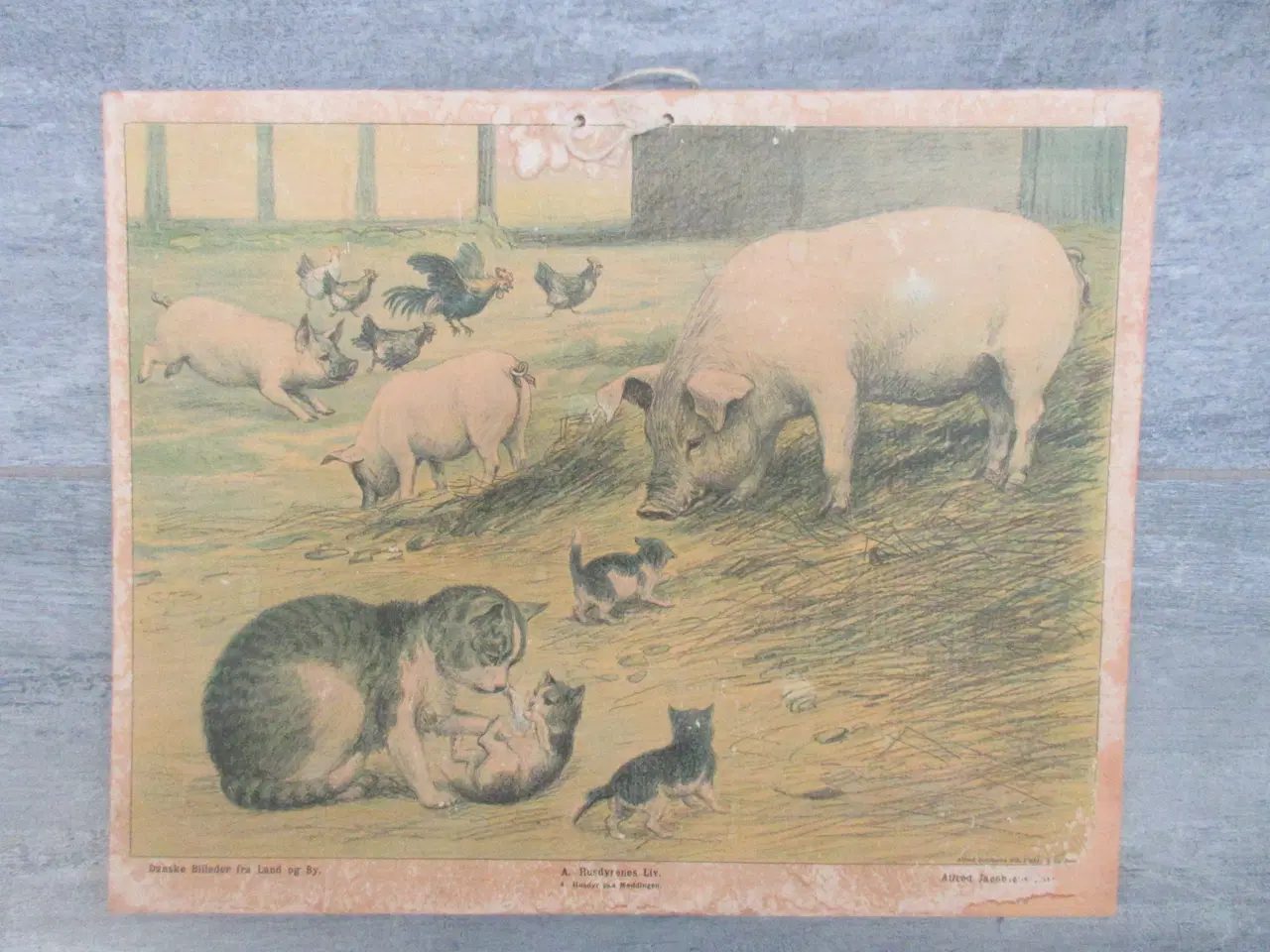 Billede 2 - Gamle anskuelighedstavler / anskuelsestavler 