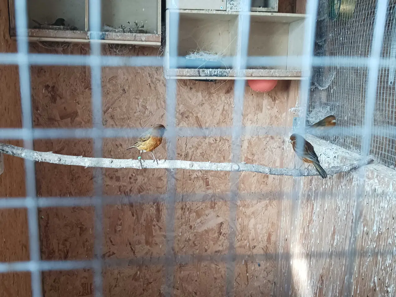 Billede 3 - Kanariefugle bronzefarvet