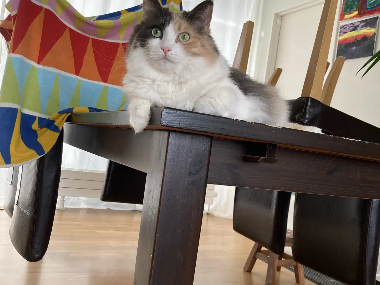 Billede 2 - Gratis (Maine Coon & Ragdoll) søger nyt hjem 