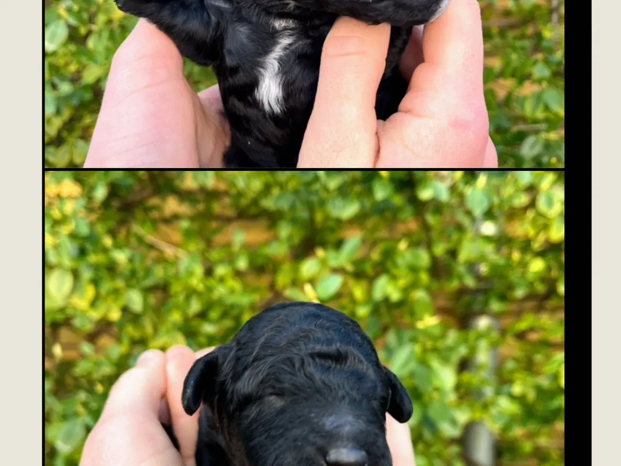 Billede 6 - Cockerpoo f1b