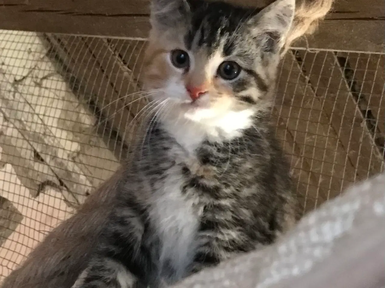 Billede 1 - Smuk  pige