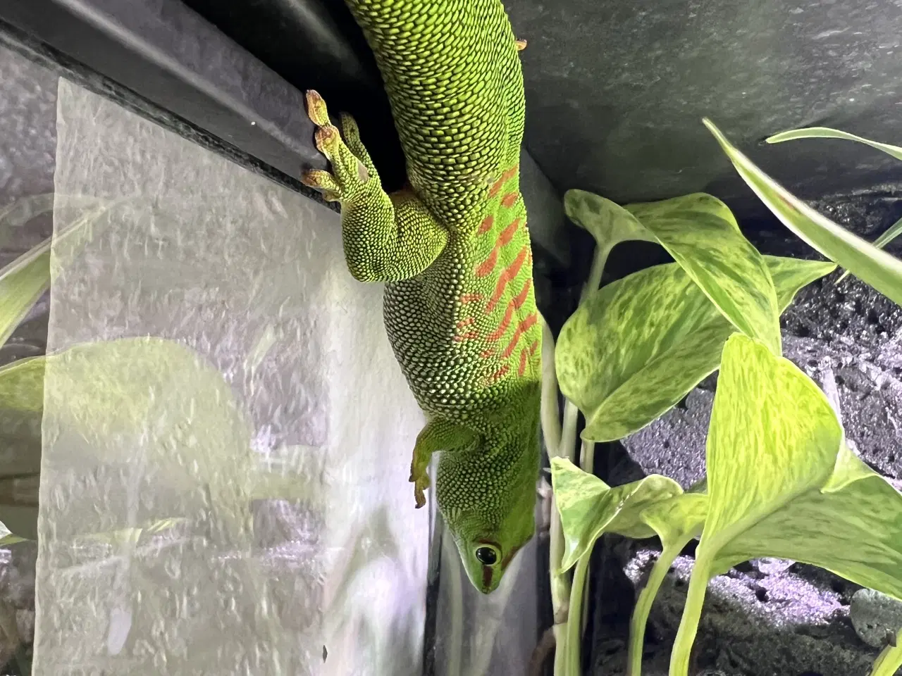 Billede 2 - 1.1 Stor Daggekko par 