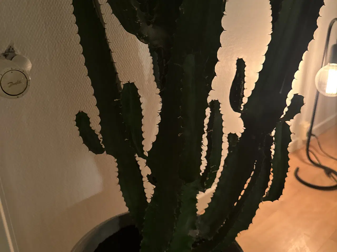Billede 4 - Kaktus