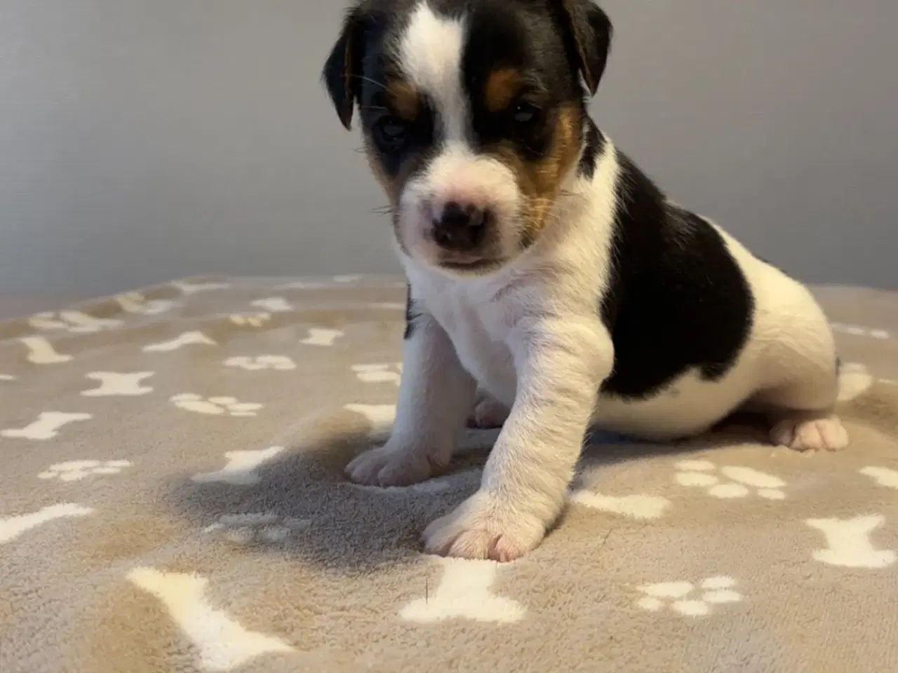 Billede 5 - Jack Russel hvalpe