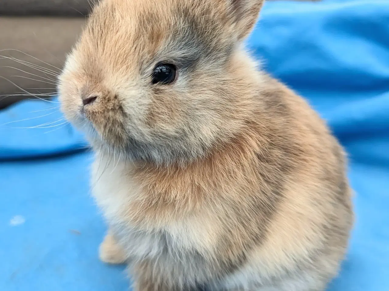 Billede 1 - Hermelin kaninunge sælges 