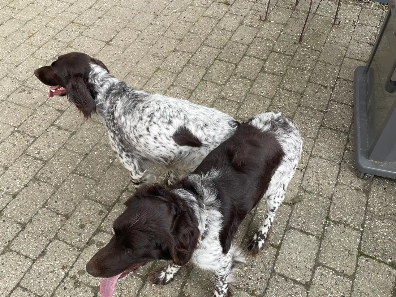 Billede 3 - Kleiner Münsterländer hvalpe