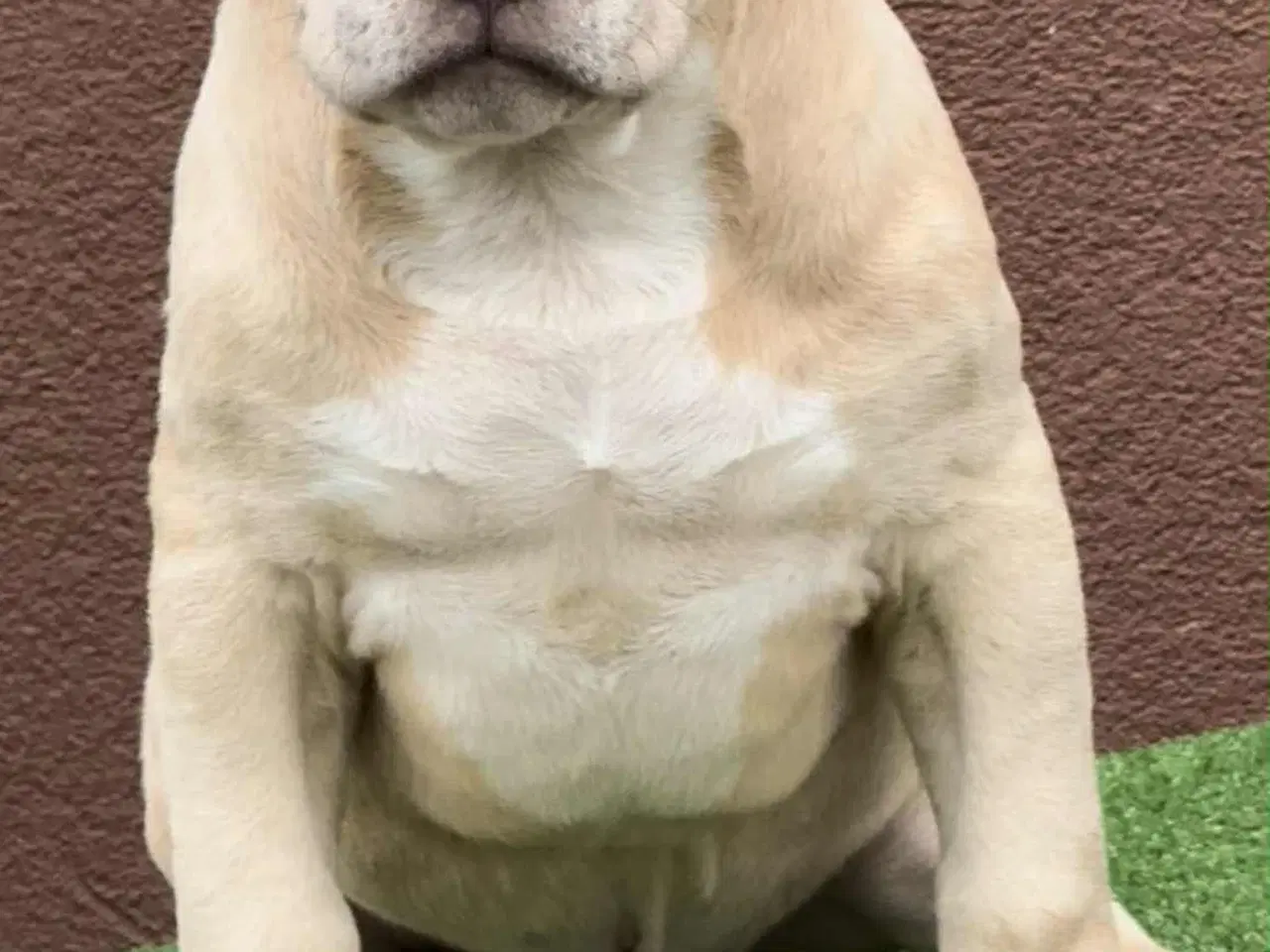 Billede 6 - American Bully han hundehvalp