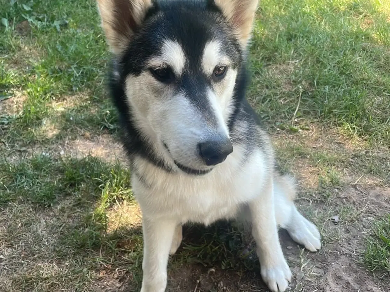Billede 1 - Hund