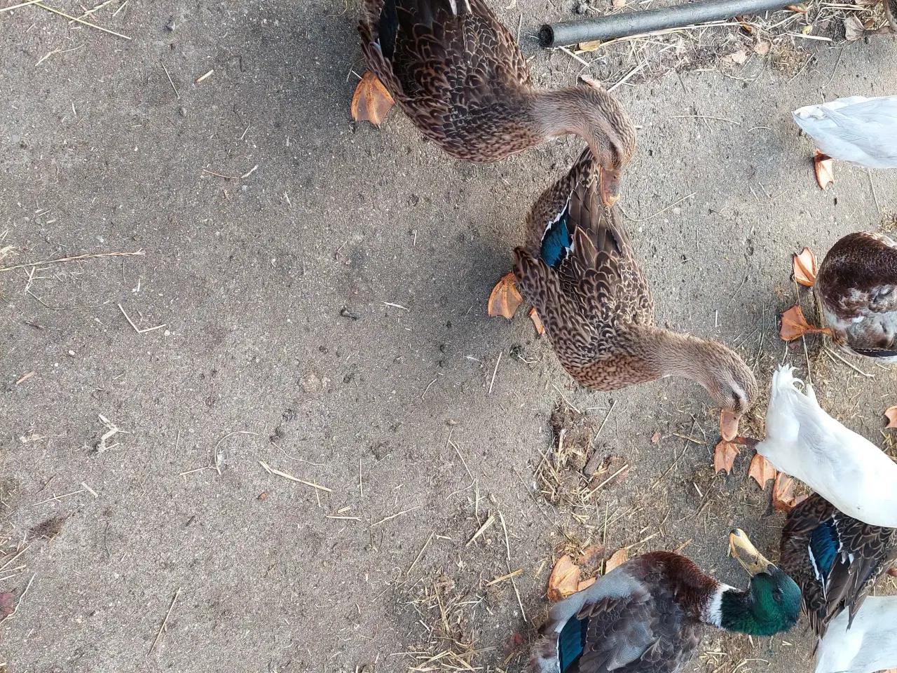 Billede 1 - Vildtfarvede Landænder