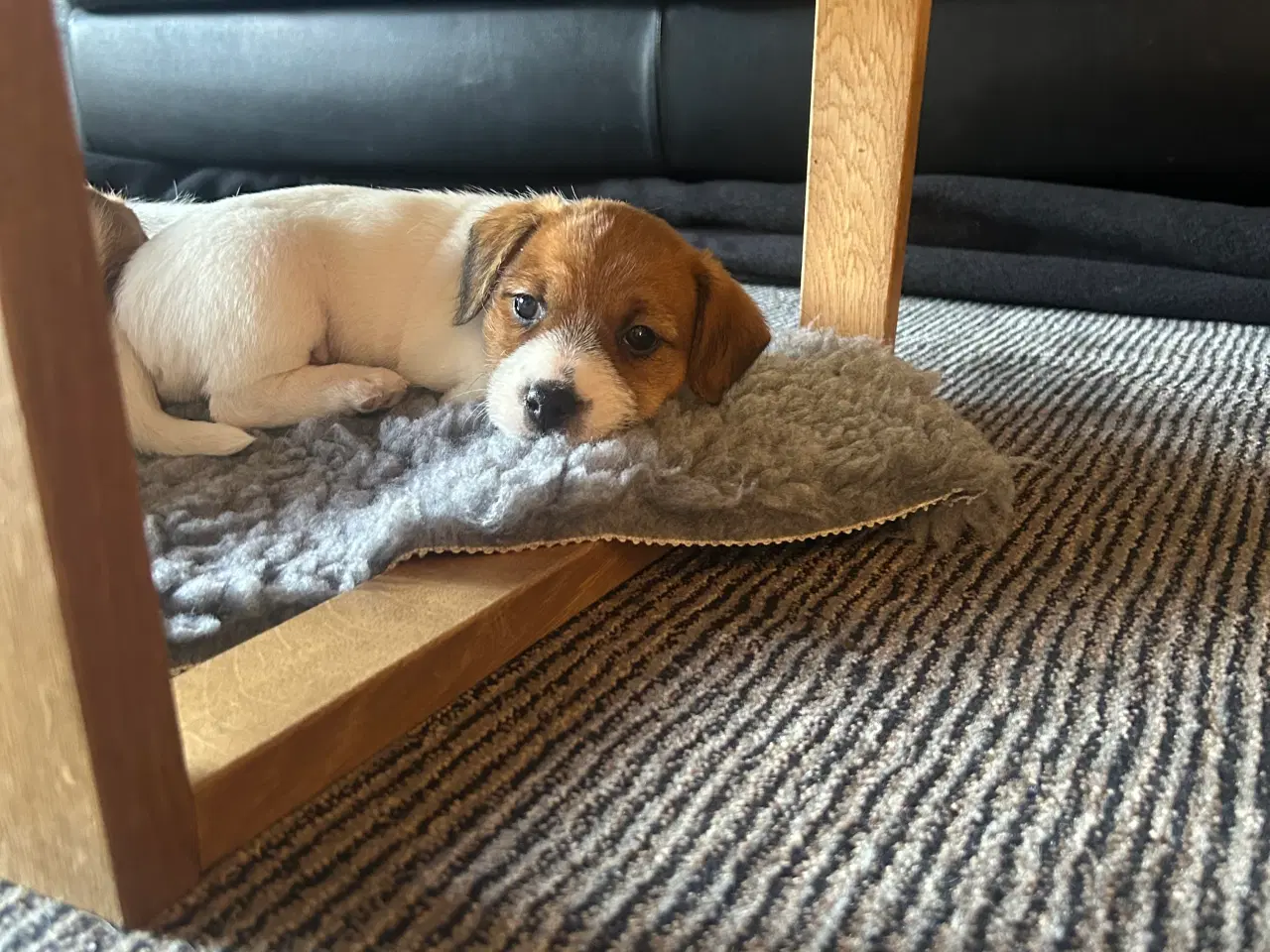 Billede 4 - Jack Russell terrier hvalpe