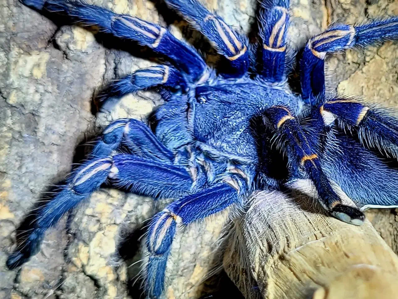 Billede 1 - Fugleedderkop- Thrixopelma lagunas. 