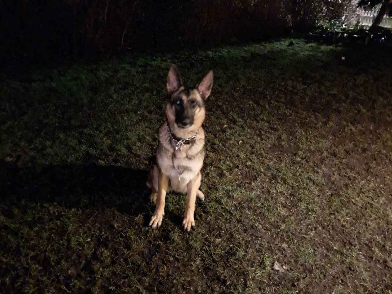 Billede 2 - Grå schæfer  tæve  til salg