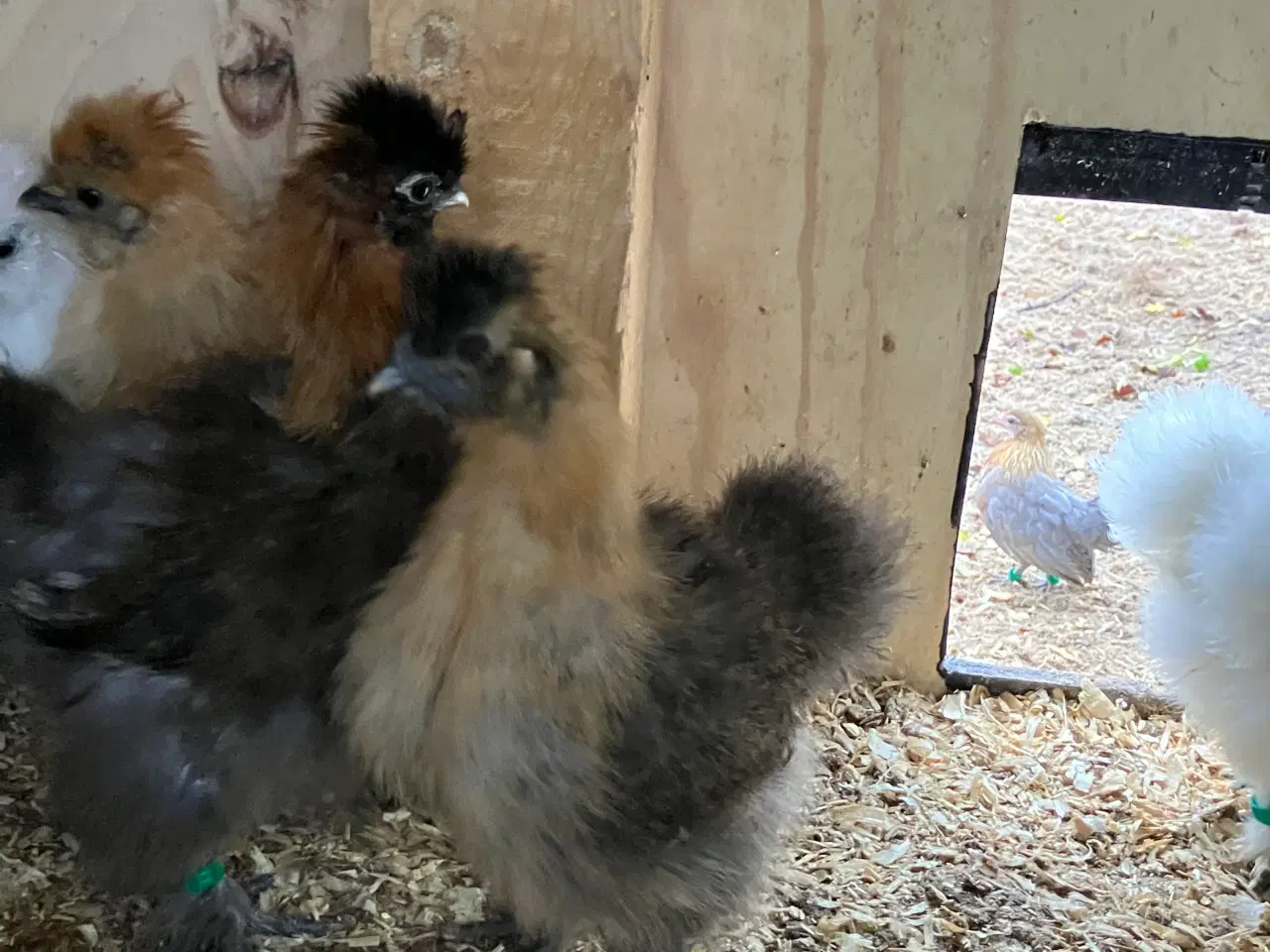 Billede 2 - Silke kyllinger