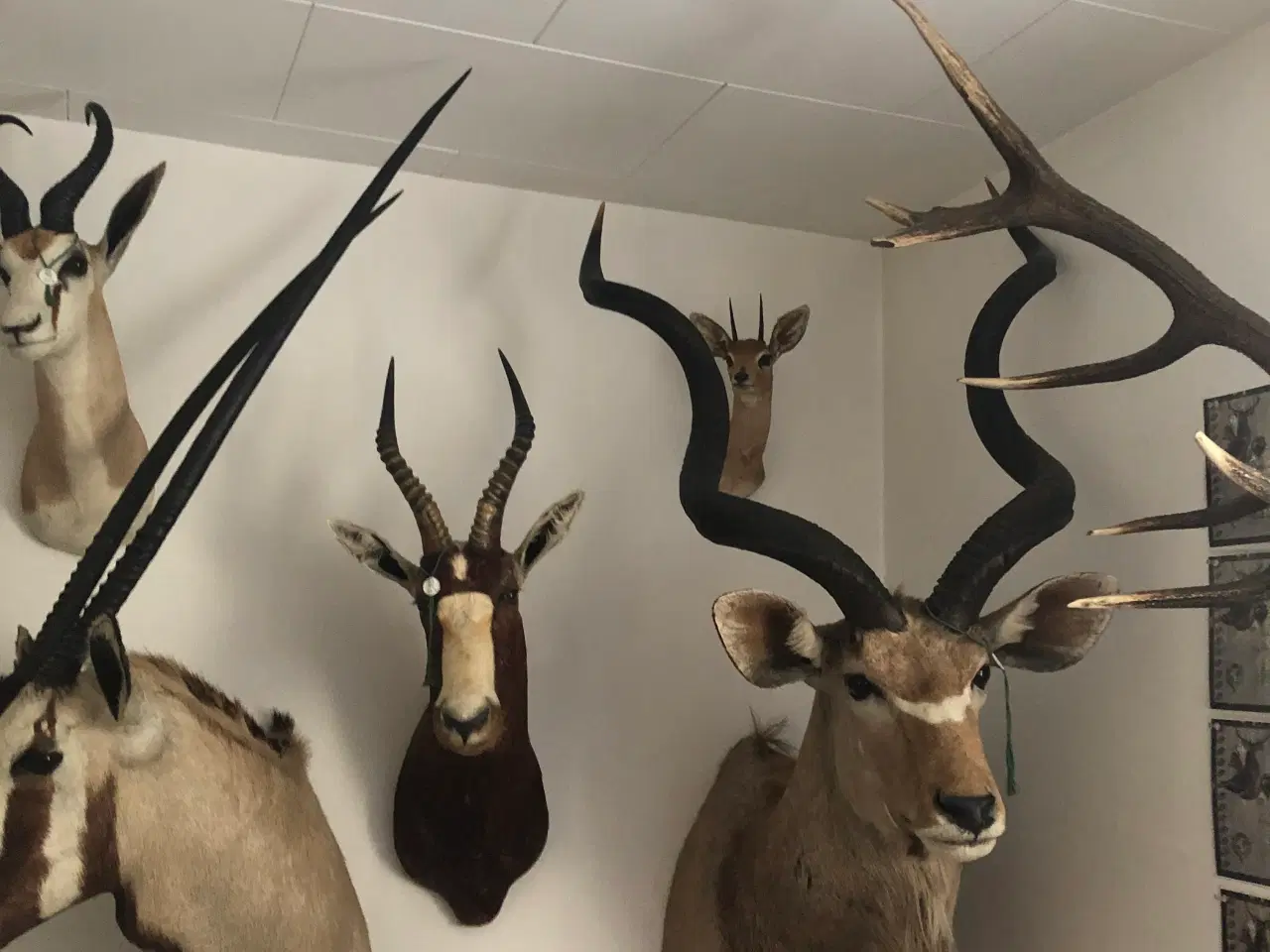 Billede 2 - Udstoppede hoveder