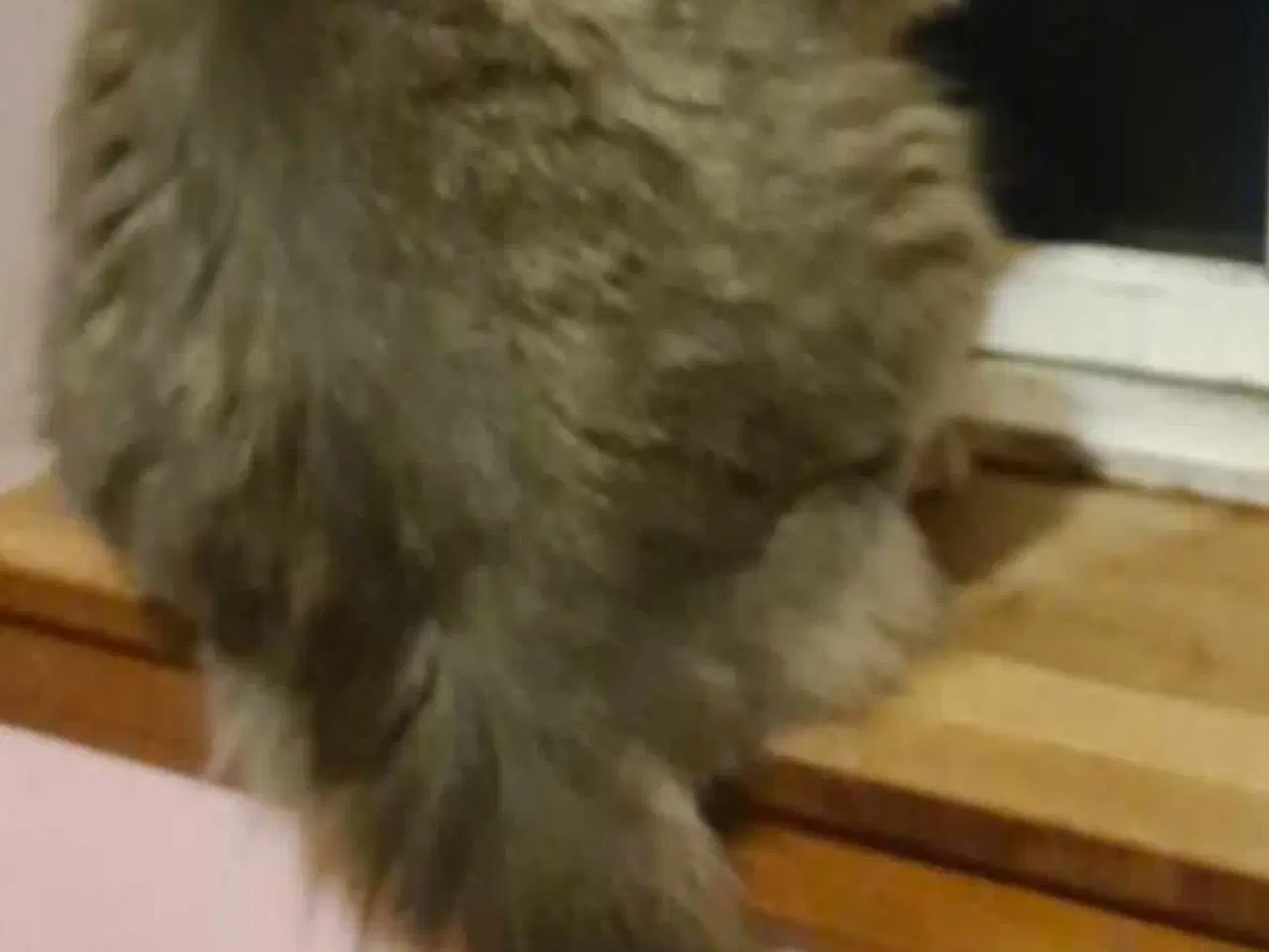 Billede 3 - Skønne katte