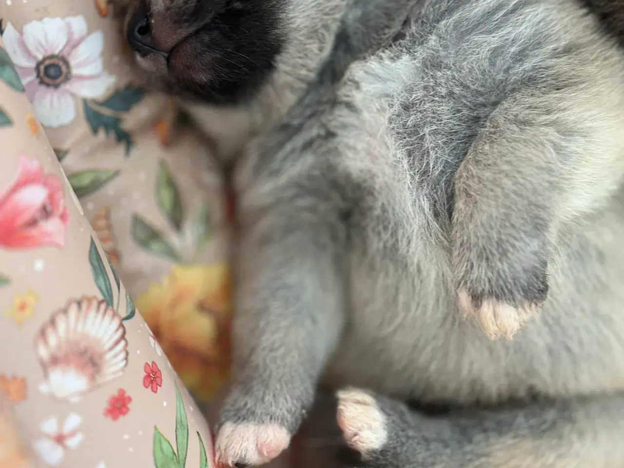 Billede 7 - Den perfekte blanding 🐾