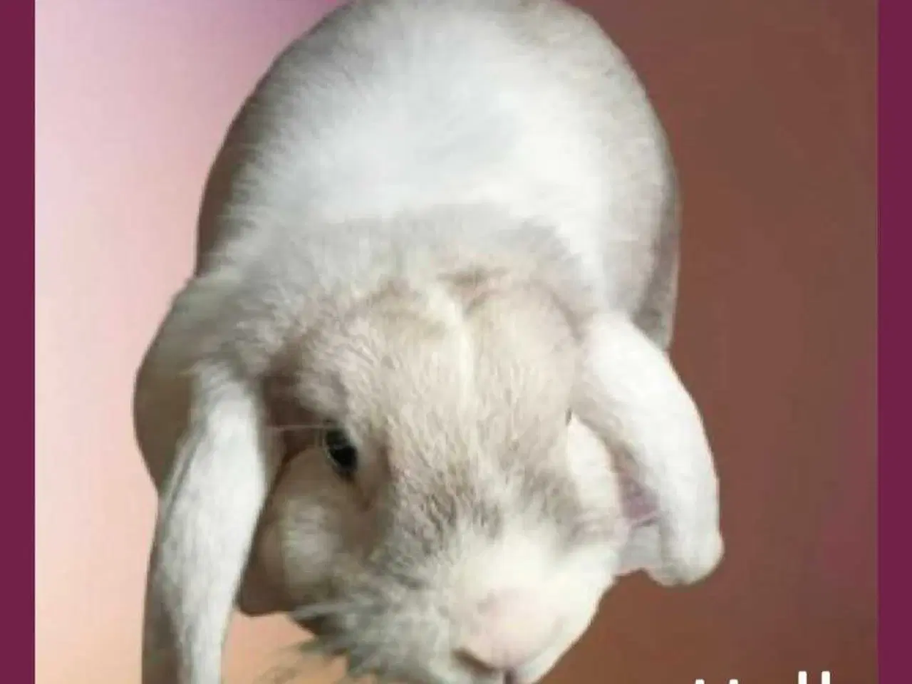 Billede 1 - vaccineret hun kanin pige