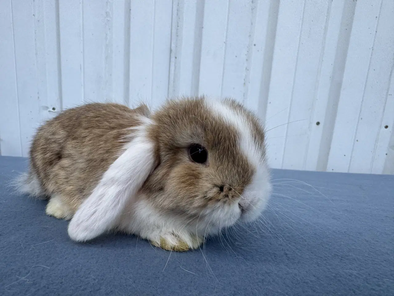 Billede 5 - Mini lop hankanin