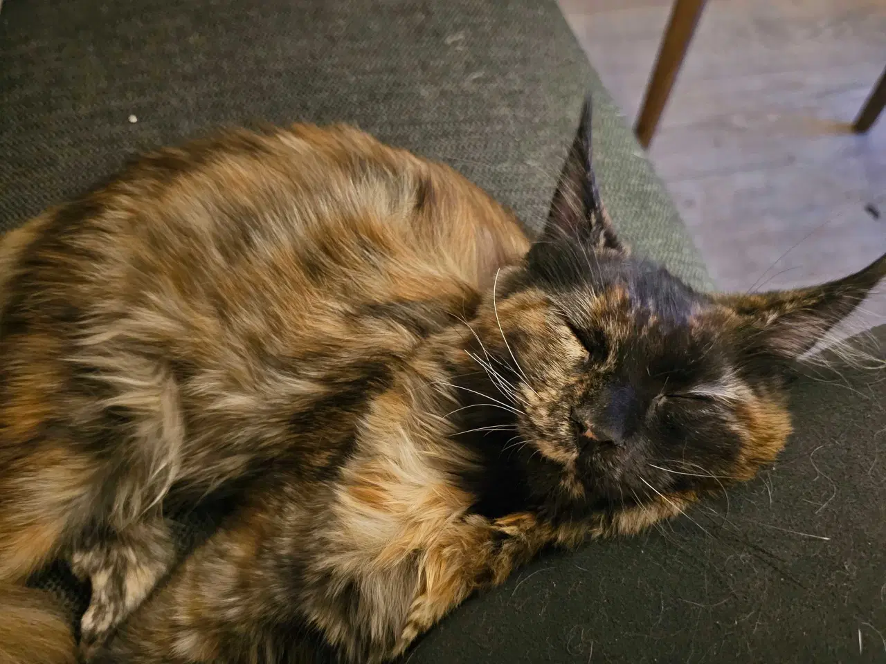 Billede 5 - JULEPRIS! Maine Coon killing m/ stamtavle 