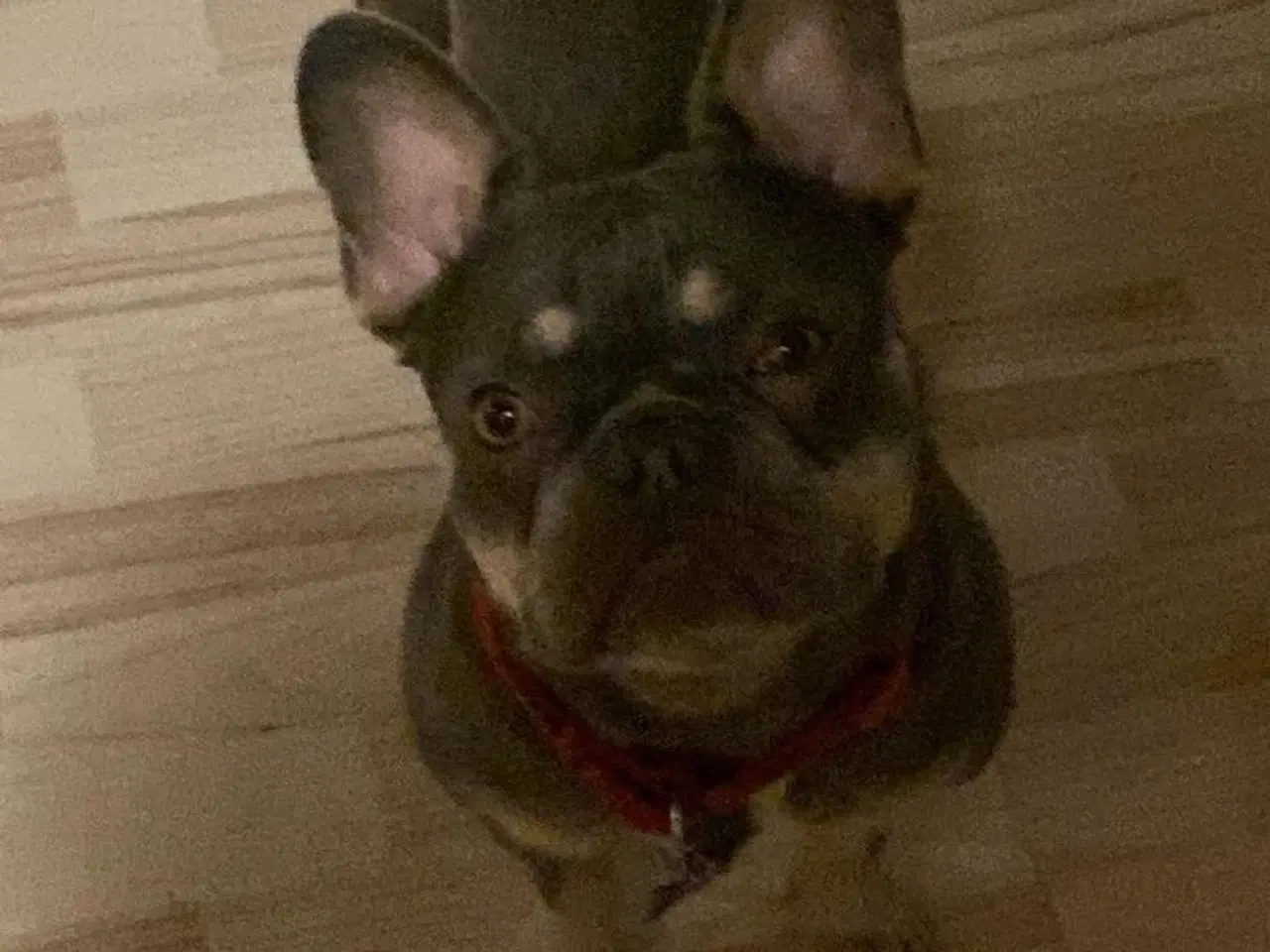 Billede 9 - Franske bulldogs på vej