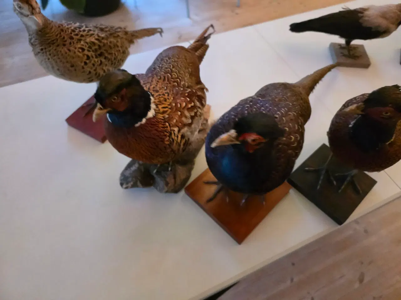Billede 4 - Fasaner, Kragefugle og due, samlet eller opdelt