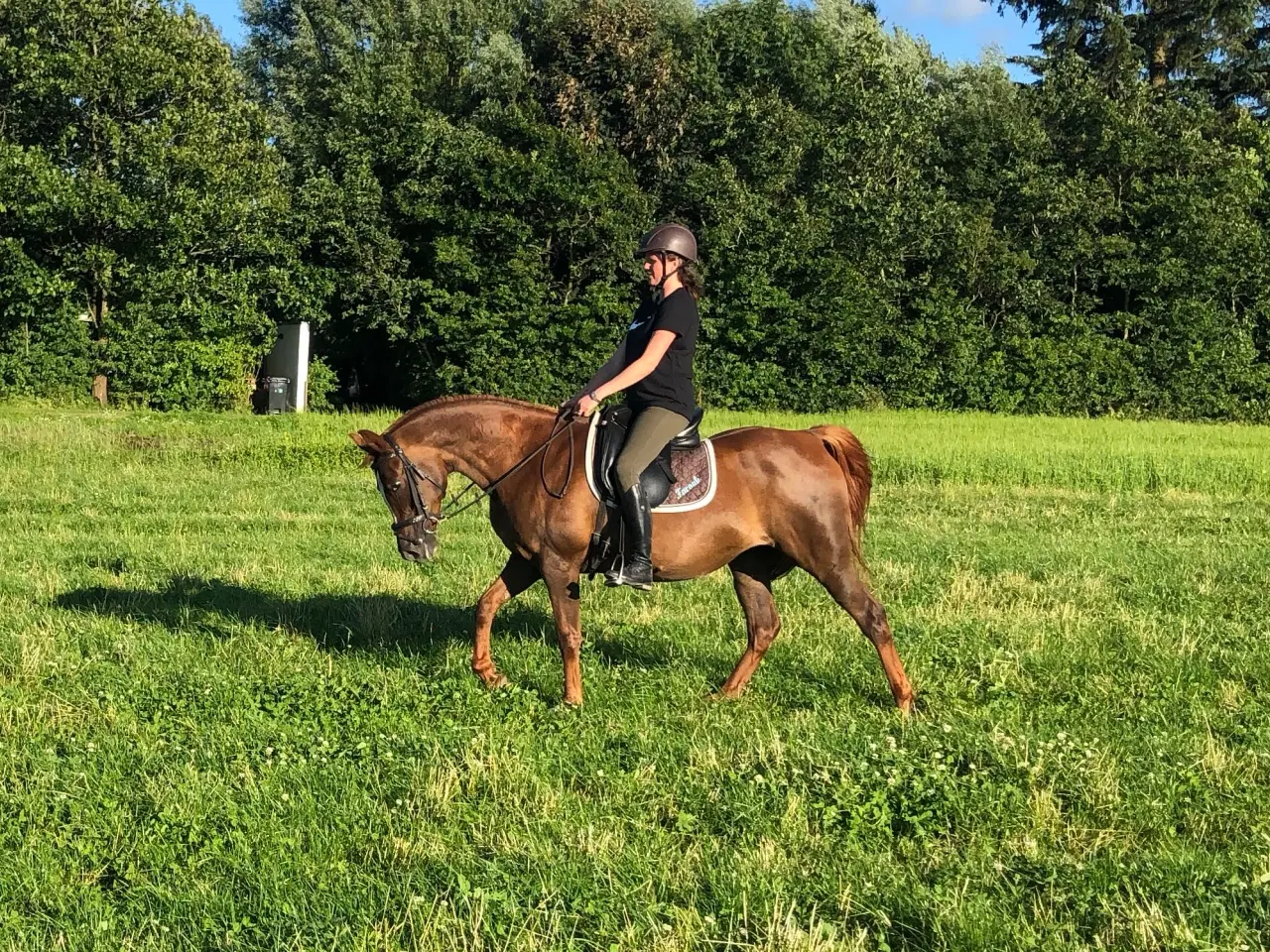 Billede 1 - Fantastisk lille hoppe
