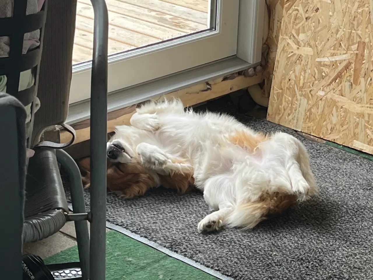 Billede 1 - Hundevalp sælges