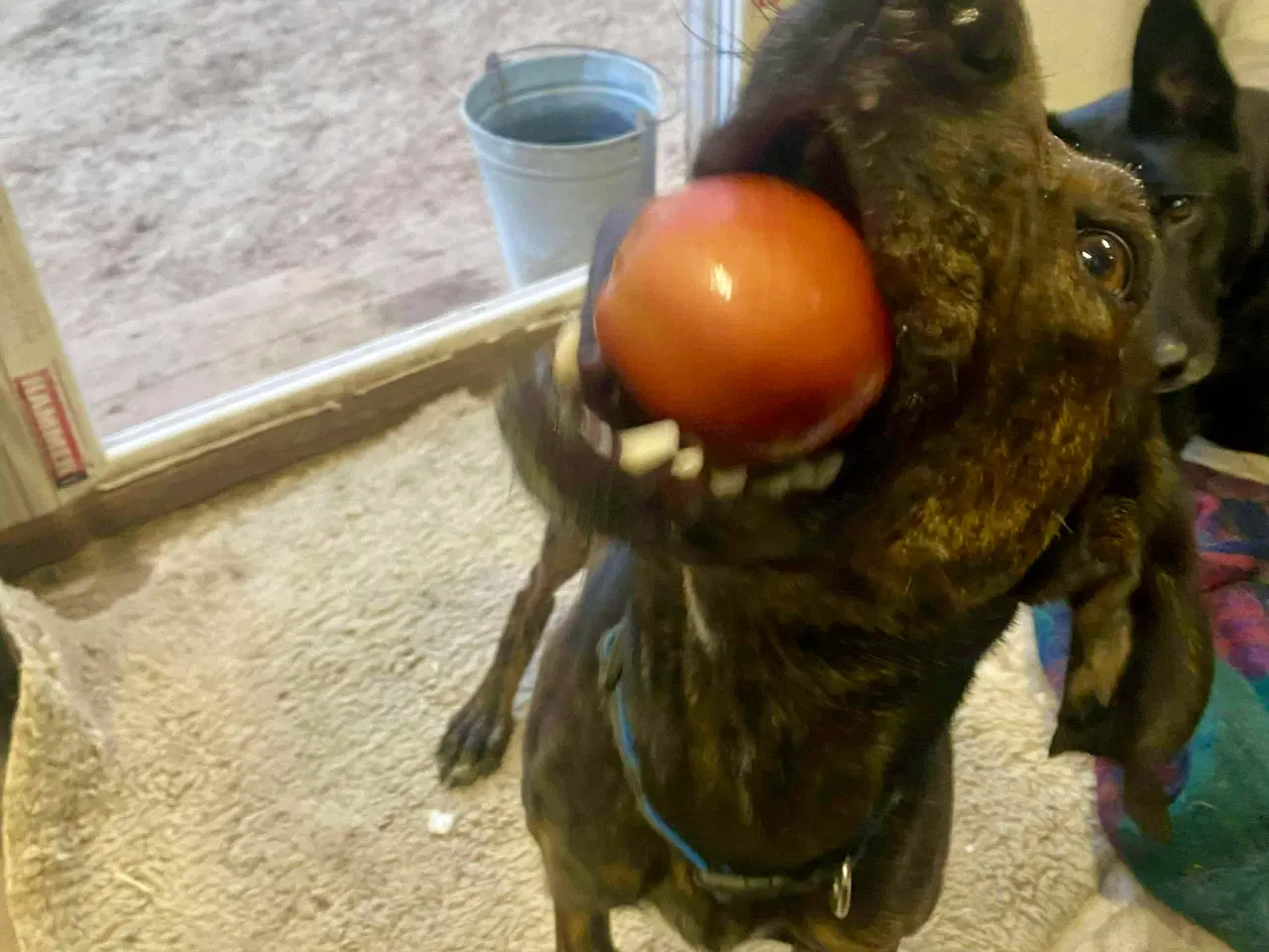 Billede 6 - Dejlige og sjove Rollo søger sin 4-ever familie🏡