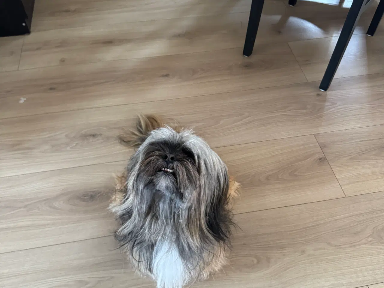 Billede 13 - Lhasa apso han 