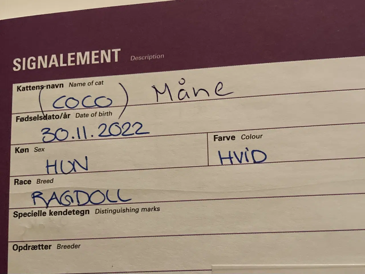 Billede 3 - 2 race hunkatte i Amager søger ny hjem. 