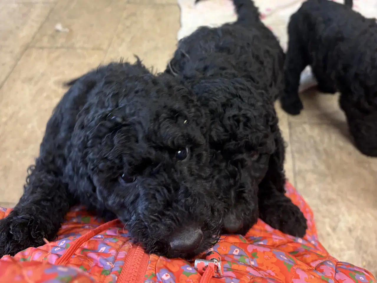 Billede 6 - Ægte mellem/stor puddel drenge må rejse nu !