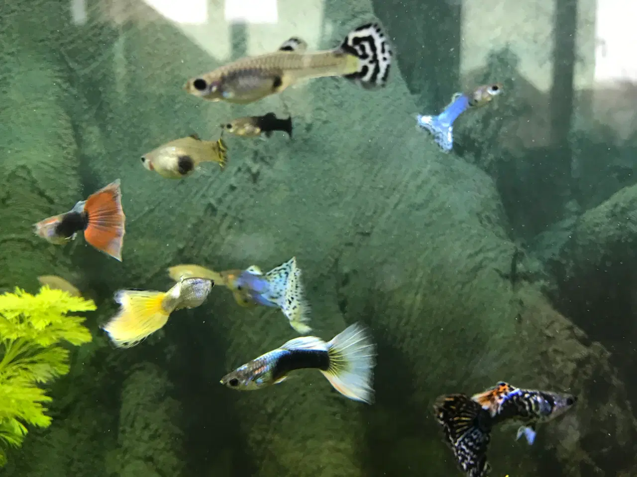 Billede 2 - 🐠 Guppyer  – voksne i flotte farver | Afhentning 