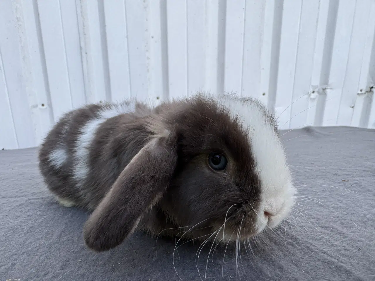 Billede 4 - Dværgvædder hankanin