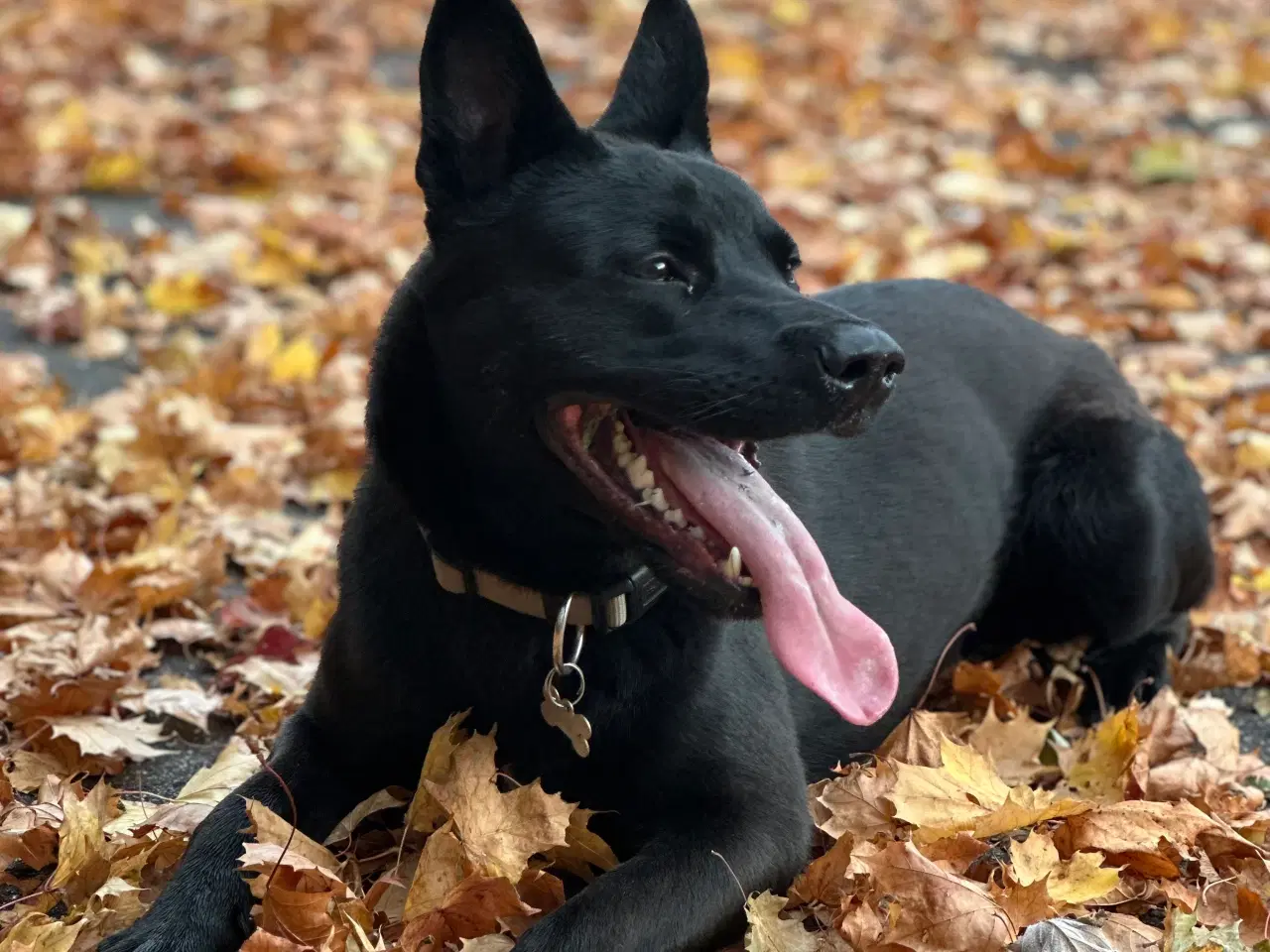 Billede 2 - Diego søger nyt hjem