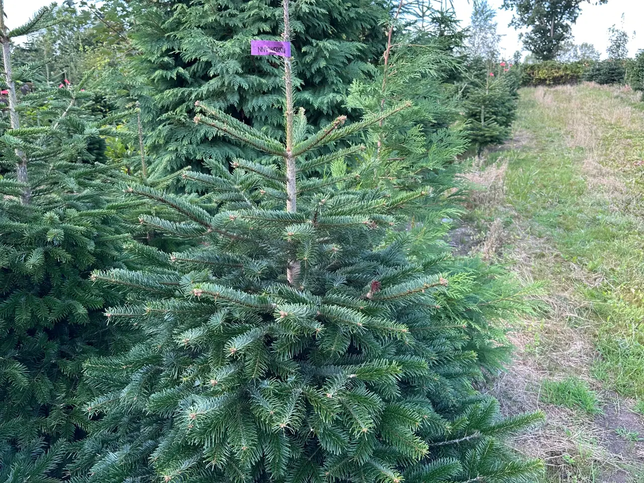 Billede 1 - Juletræer